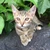 tomochi