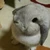 ミラ