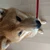かーべたろう