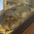 平たいハムスター