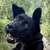 針葉樹林