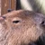 ひかる