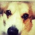 USHi
