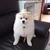 うぽん