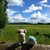 nopy