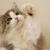 すのあれbot