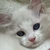 ぐりねこ