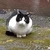 yodareneko
