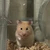 クマ