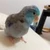 すずのすけ