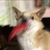 ちゃこぉ