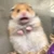 暴走モルモット