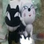 たまこし
