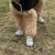 inu