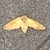 moth.v