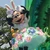 HASE