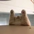 ねこ