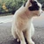 黒猫