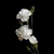 lisianthus