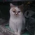 シュミッテーガ