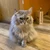 Furby