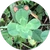 南四葉