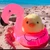 ひよこ