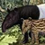 TAPIR