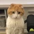よこ