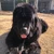 BigDogLover