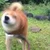 ボーノ