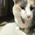 やぎやまやぎこ