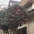 angelanju828