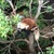 にーしお