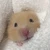 はむすたー