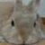 みー