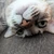 ぽん
