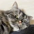 ねこ大好き
