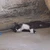 とるこのにゃんこ
