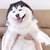 yuto