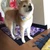 べじーた