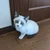 イタチ