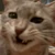 猫吸い中毒