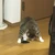 よみこ