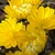 springsth