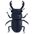 クワガタ