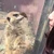 ちゃんまるぞう