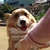 かならしっく