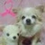papom