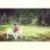 tomona